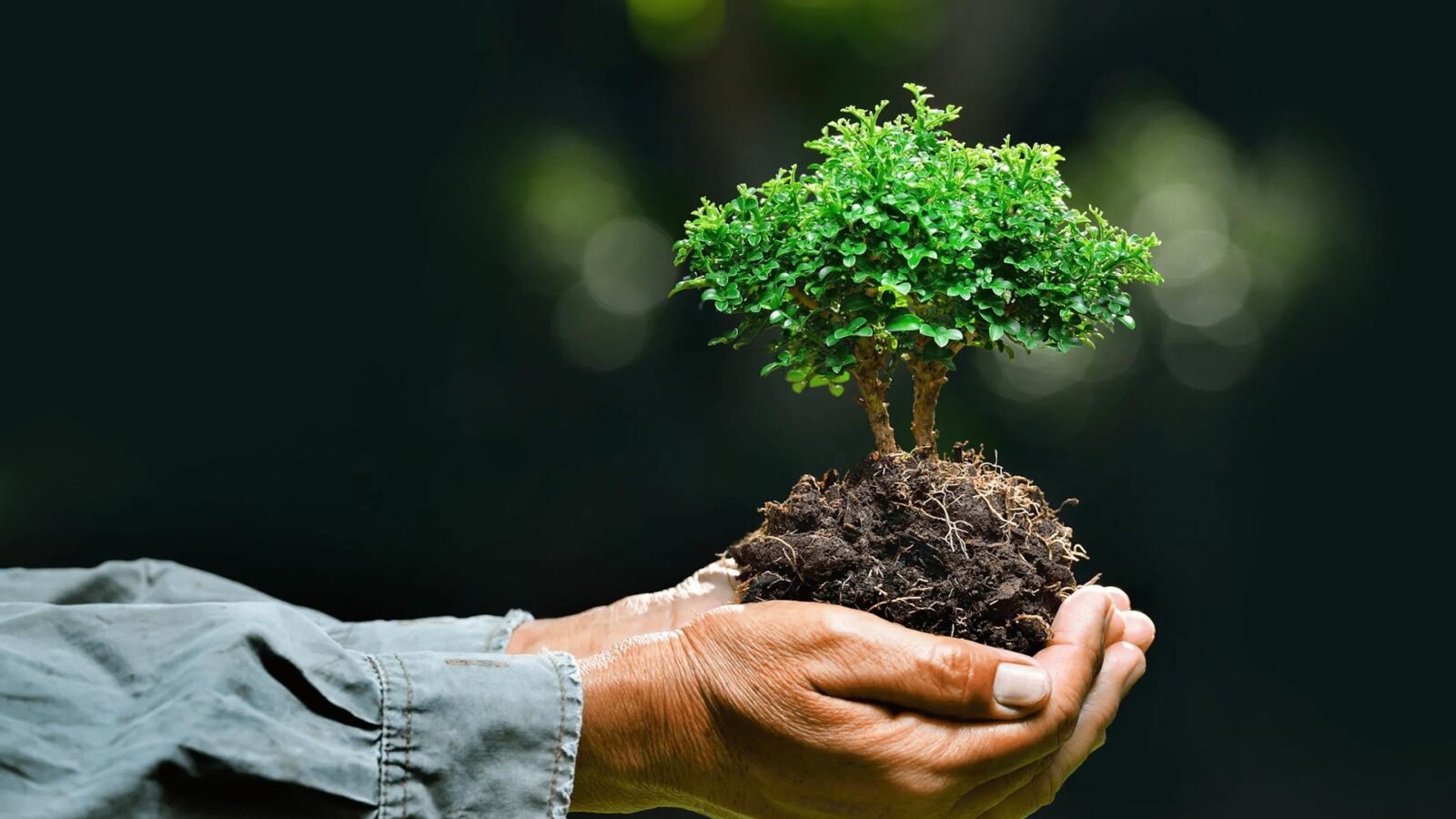 Tutela l'ambiente che ti circonda